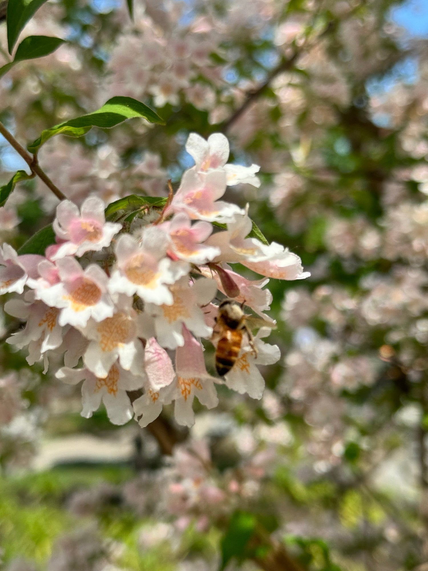 Floral